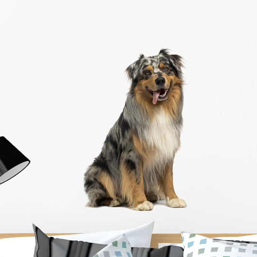 Australian shepherd blue merle, sitting, panting, 4 years old 