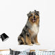 Australian shepherd blue merle, sitting, panting, 4 years old 