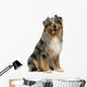 Australian shepherd blue merle, sitting, panting, 4 years old 