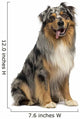 Australian shepherd blue merle, sitting, panting, 4 years old 