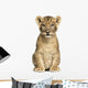 Lion Cub Sitting, Looking at the Camera, 7 Weeks Old, Isolated Wall Mural