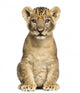 Lion Cub Sitting, Looking at the Camera, 7 Weeks Old, Isolated Wall Mural