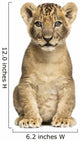 Lion Cub Sitting, Looking at the Camera, 7 Weeks Old, Isolated Wall Mural