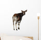 Rear View of an Okapi, Looking Back and Mooing, Okapia Johnstoni Wall Decal