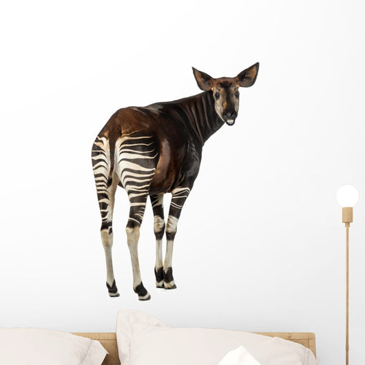 Rear View of an Okapi, Looking Back and Mooing, Okapia Johnstoni Wall Decal