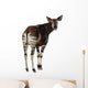 Rear View of an Okapi, Looking Back and Mooing, Okapia Johnstoni Wall Decal