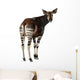 Rear View of an Okapi, Looking Back and Mooing, Okapia Johnstoni Wall Decal