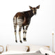 Rear View of an Okapi, Looking Back and Mooing, Okapia Johnstoni Wall Decal