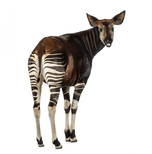 Rear View of an Okapi, Looking Back and Mooing, Okapia Johnstoni Wall Decal