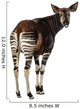 Rear View of an Okapi, Looking Back and Mooing, Okapia Johnstoni Wall Decal
