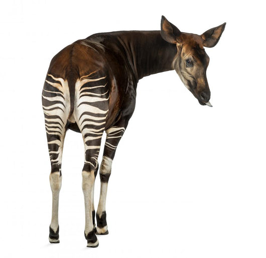 Okapi Wall Decal
