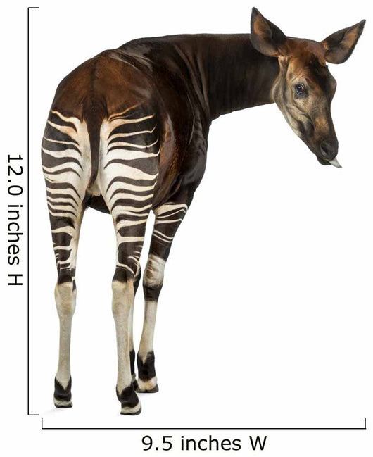 Okapi Wall Decal