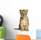 Lion Cub Sitting, Looking at the Camera, 10 Weeks Old, Isolated 