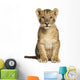 Lion Cub Sitting, Looking at the Camera, 10 Weeks Old, Isolated 