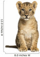Lion Cub Sitting, Looking at the Camera, 10 Weeks Old, Isolated 