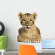 Lion cub lying, looking at the camera, 10 weeks old, isolated 