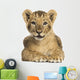 Lion cub lying, looking at the camera, 10 weeks old, isolated 