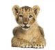 Lion cub lying, looking at the camera, 10 weeks old, isolated 