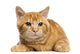 Front View of a Mixed-Breed Ginger Cat 