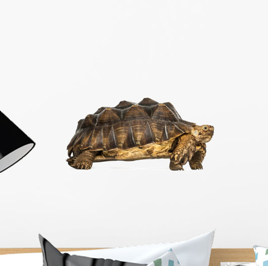 Side View of an African Spurred Tortoise Standing 