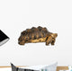 Side View of an African Spurred Tortoise Standing 