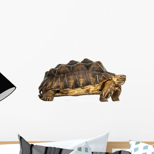 Side View of an African Spurred Tortoise Standing 