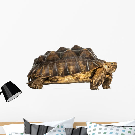 Side View of an African Spurred Tortoise Standing 