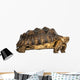 Side View of an African Spurred Tortoise Standing 