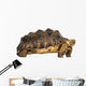 Side View of an African Spurred Tortoise Standing 