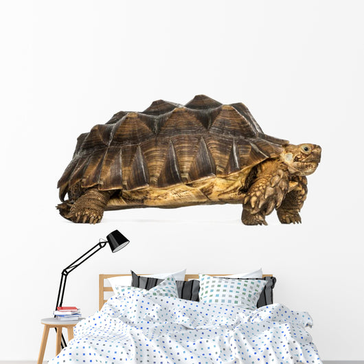 Side View of an African Spurred Tortoise Standing 
