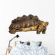 Side View of an African Spurred Tortoise Standing 