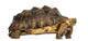 Side View of an African Spurred Tortoise Standing 