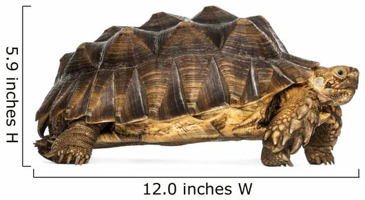 Side View of an African Spurred Tortoise Standing 