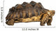 Side View of an African Spurred Tortoise Standing 