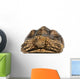 Front View of an African Spurred Tortoise 