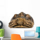 Front View of an African Spurred Tortoise 