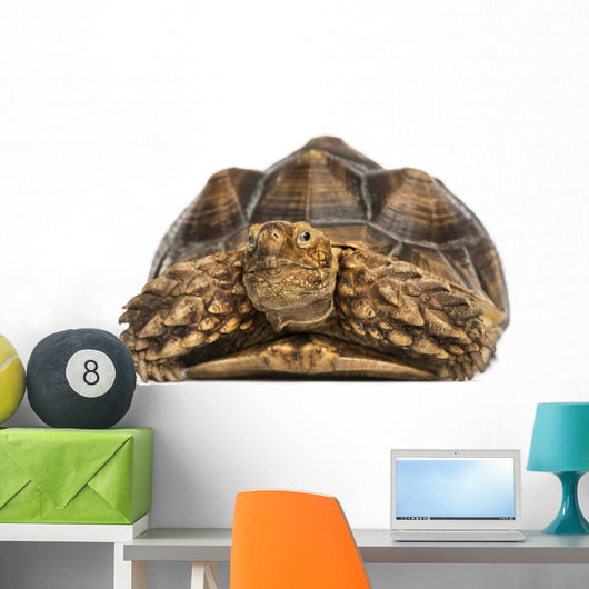 Front View of an African Spurred Tortoise 