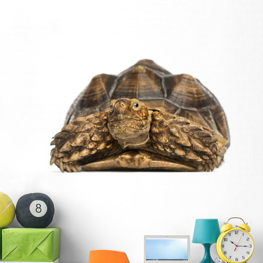 Front View of an African Spurred Tortoise 