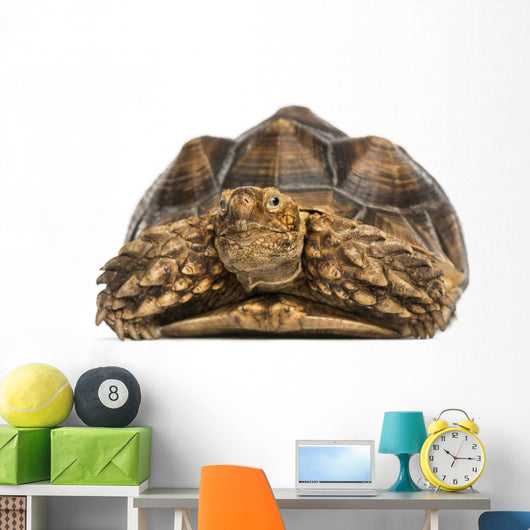 Front View of an African Spurred Tortoise 
