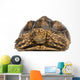 Front View of an African Spurred Tortoise 