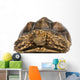 Front View of an African Spurred Tortoise 