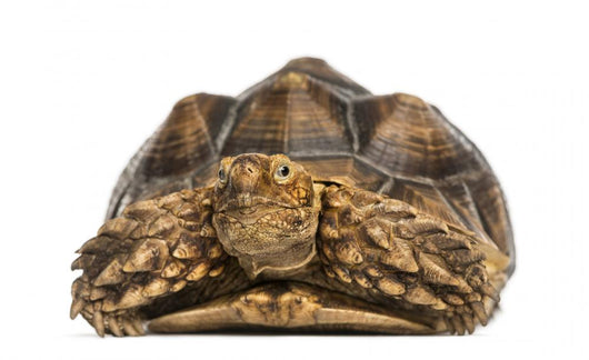 Front View of an African Spurred Tortoise 