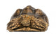 Front View of an African Spurred Tortoise 