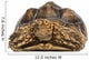 Front View of an African Spurred Tortoise 
