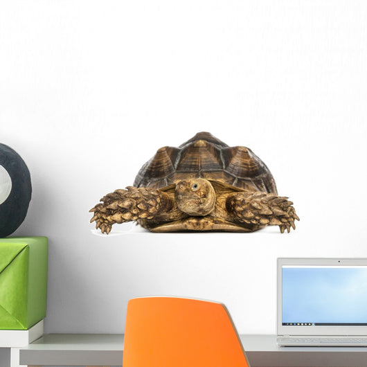 Front View of an African Spurred Tortoise, Geochelone Sulcata 