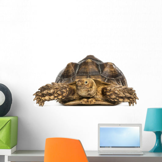 Front View of an African Spurred Tortoise, Geochelone Sulcata 