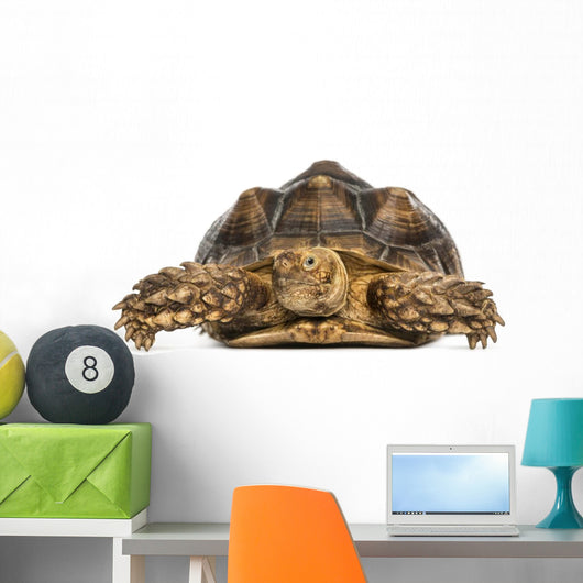Front View of an African Spurred Tortoise, Geochelone Sulcata 