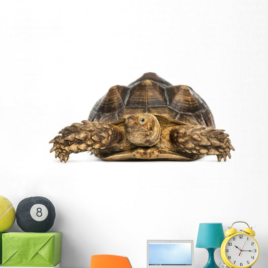 Front View of an African Spurred Tortoise, Geochelone Sulcata 