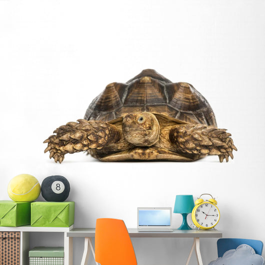 Front View of an African Spurred Tortoise, Geochelone Sulcata 