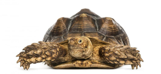 Front View of an African Spurred Tortoise, Geochelone Sulcata 